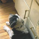 British Gas Home Energy Care image: large dog relaxing in kitchen